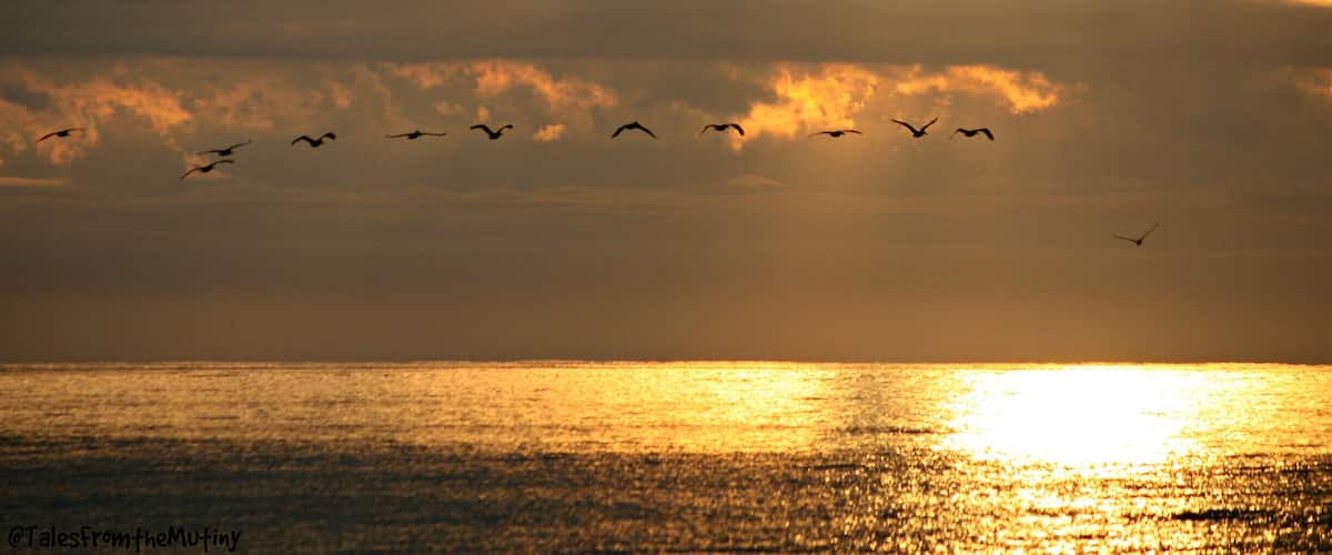 One of the quieter beaches on the coast of North Carolina...and quite a contrast to the touristy Myrtle Beach which is just south of  Ocean Isle #beach ...if you like to be the only one on the beach watching the sunrise (save for a few fishermen and pelicans) this is the place to be...