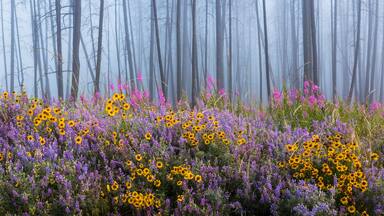 A forest with tall trees and a field of purple and yellow wildflowers.