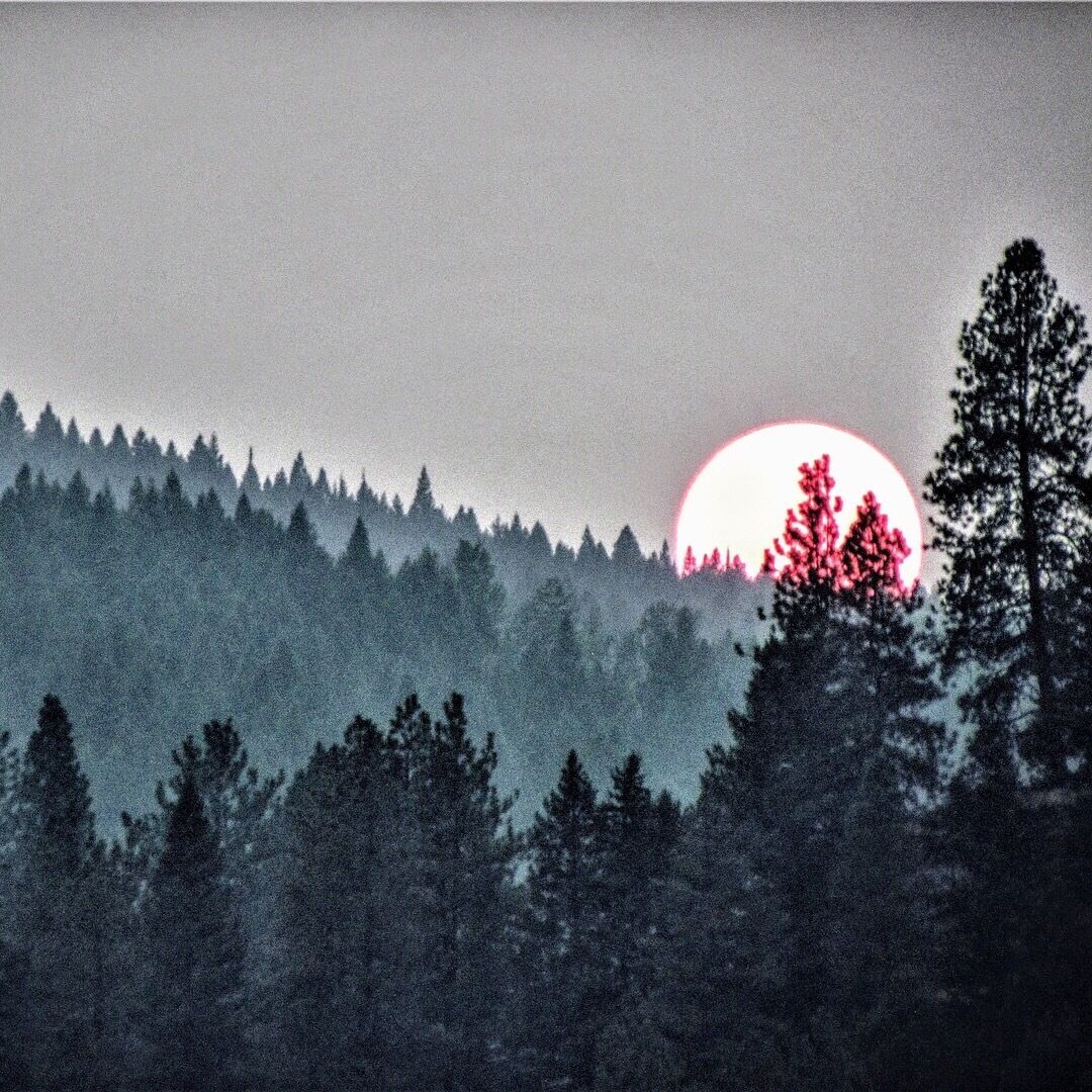 A forested landscape with a large, bright moon partially obscured by trees.