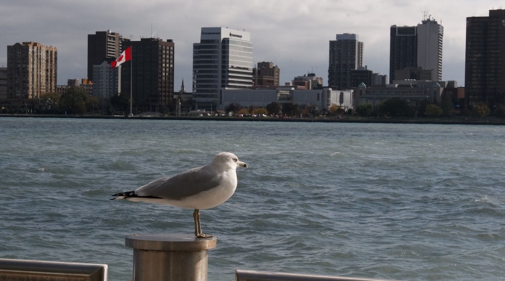 Suspicious seagulls guard the border #UrbanJungle #detroit #skyline