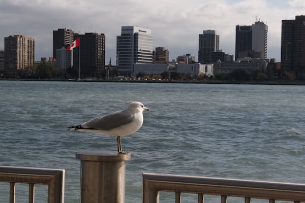 Suspicious seagulls guard the border #UrbanJungle #detroit #skyline