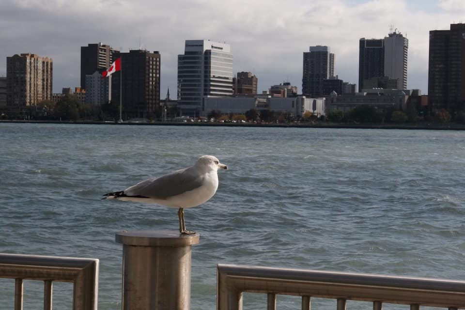 A seagull perched on a railing with a city skyline in the background.