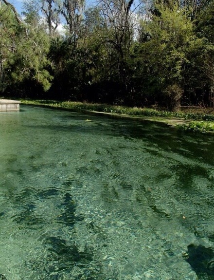 Natural springs crystal clear water near orlando