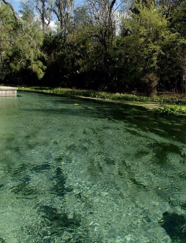 A clear pool surrounded by lush greenery and trees.