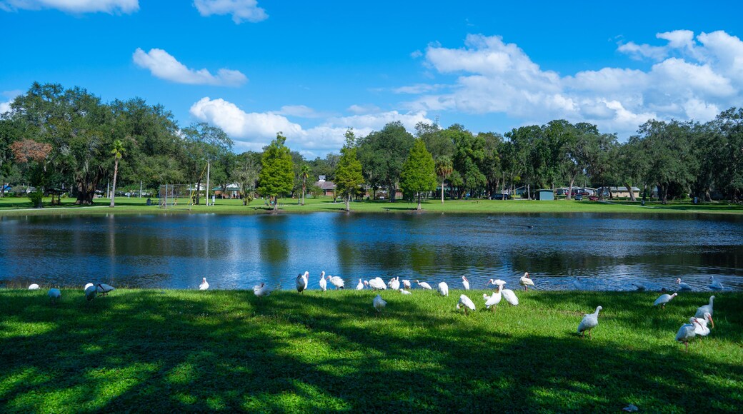 Lake zephyr in Zephyrhills town of Florida. Zephyrhills is a city in Pasco County, Florida, United States.