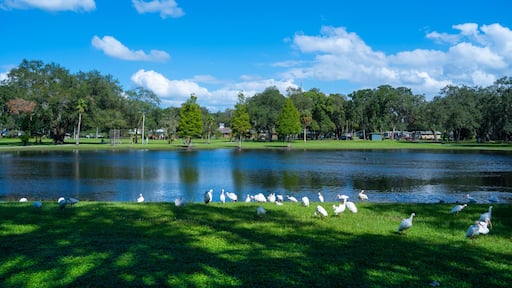 Lake zephyr in Zephyrhills town of Florida. Zephyrhills is a city in Pasco County, Florida, United States.