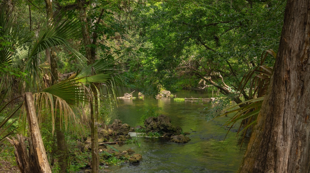 Hillsboro River State Park Tampa Florida landscape Scenic Overlook Vista Tranquil. Hillsboro River State Park Tampa Florida