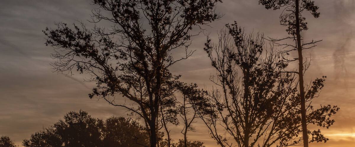 A wooden boardwalk curving through a field with tall trees and a sunset in the background.