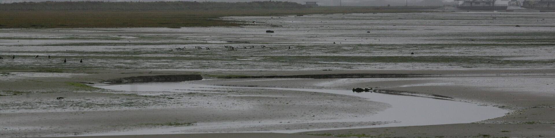 It might surprise people to hear that Ireland is not all sun and blue skies! Ireland's wetlands in winter are of inordinate importance for wildfowl and wader. Just about 15 minutes drive from the centre of Dublin city lies Bull Island, the site with the most environmental designations on the island of Ireland. Take a short tour when visiting Dublin and watch 30,000 birds feeding and flying, all from the public road.