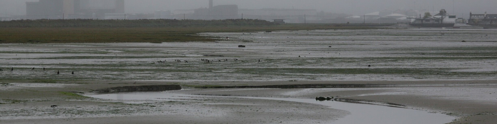 It might surprise people to hear that Ireland is not all sun and blue skies! Ireland's wetlands in winter are of inordinate importance for wildfowl and wader. Just about 15 minutes drive from the centre of Dublin city lies Bull Island, the site with the most environmental designations on the island of Ireland. Take a short tour when visiting Dublin and watch 30,000 birds feeding and flying, all from the public road.