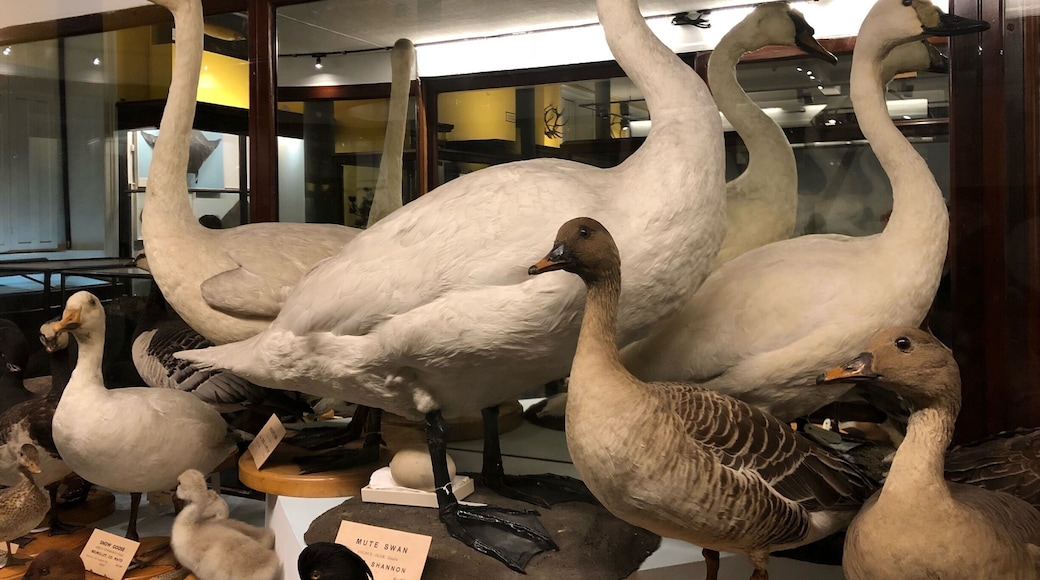 Some kind of ducks in a Museum