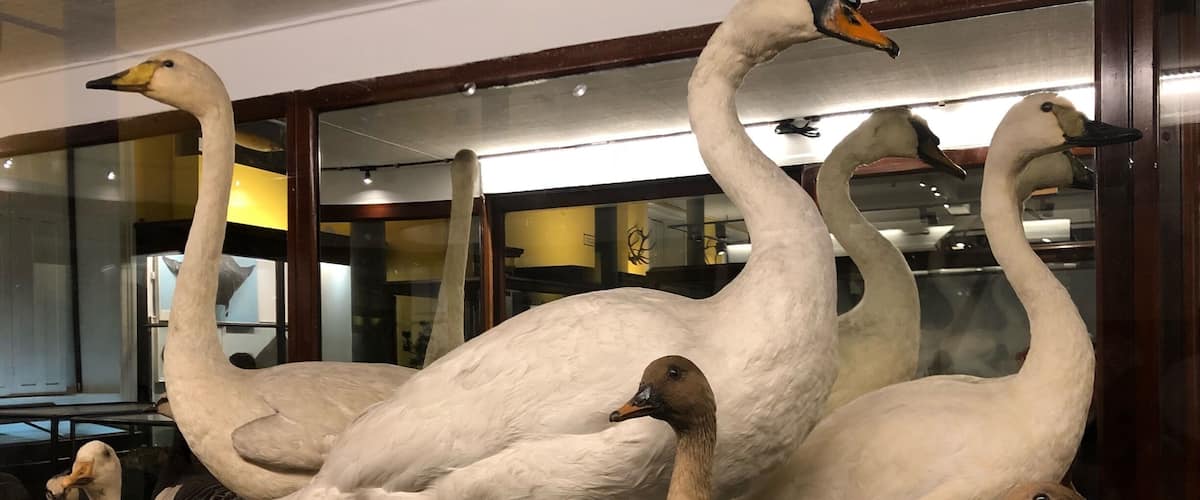 Some kind of ducks in a Museum
