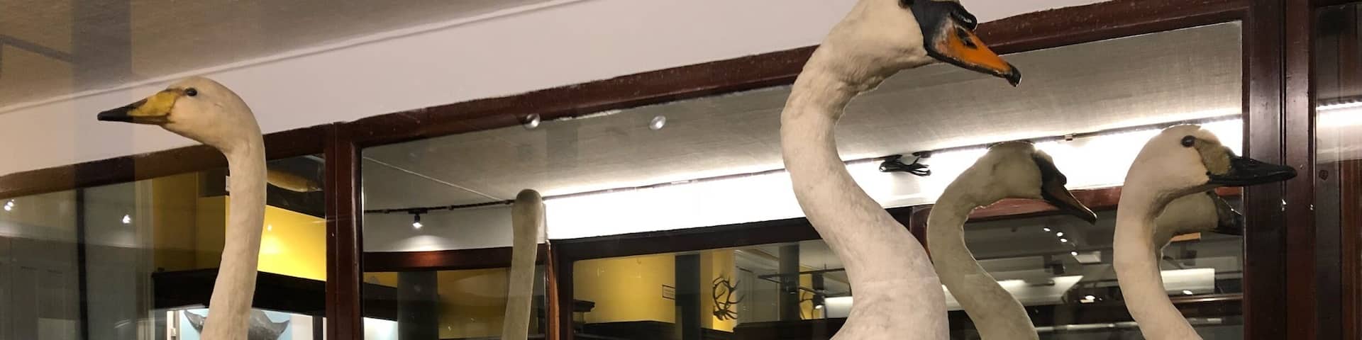 Some kind of ducks in a Museum