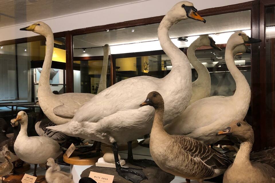 Una col·lecció de cignes i ànecs exposats en un museu.
