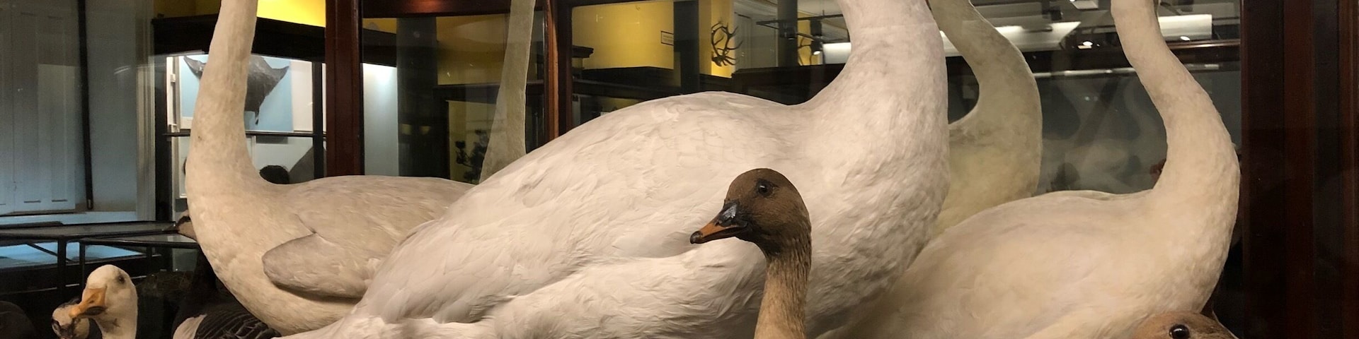 Some kind of ducks in a Museum