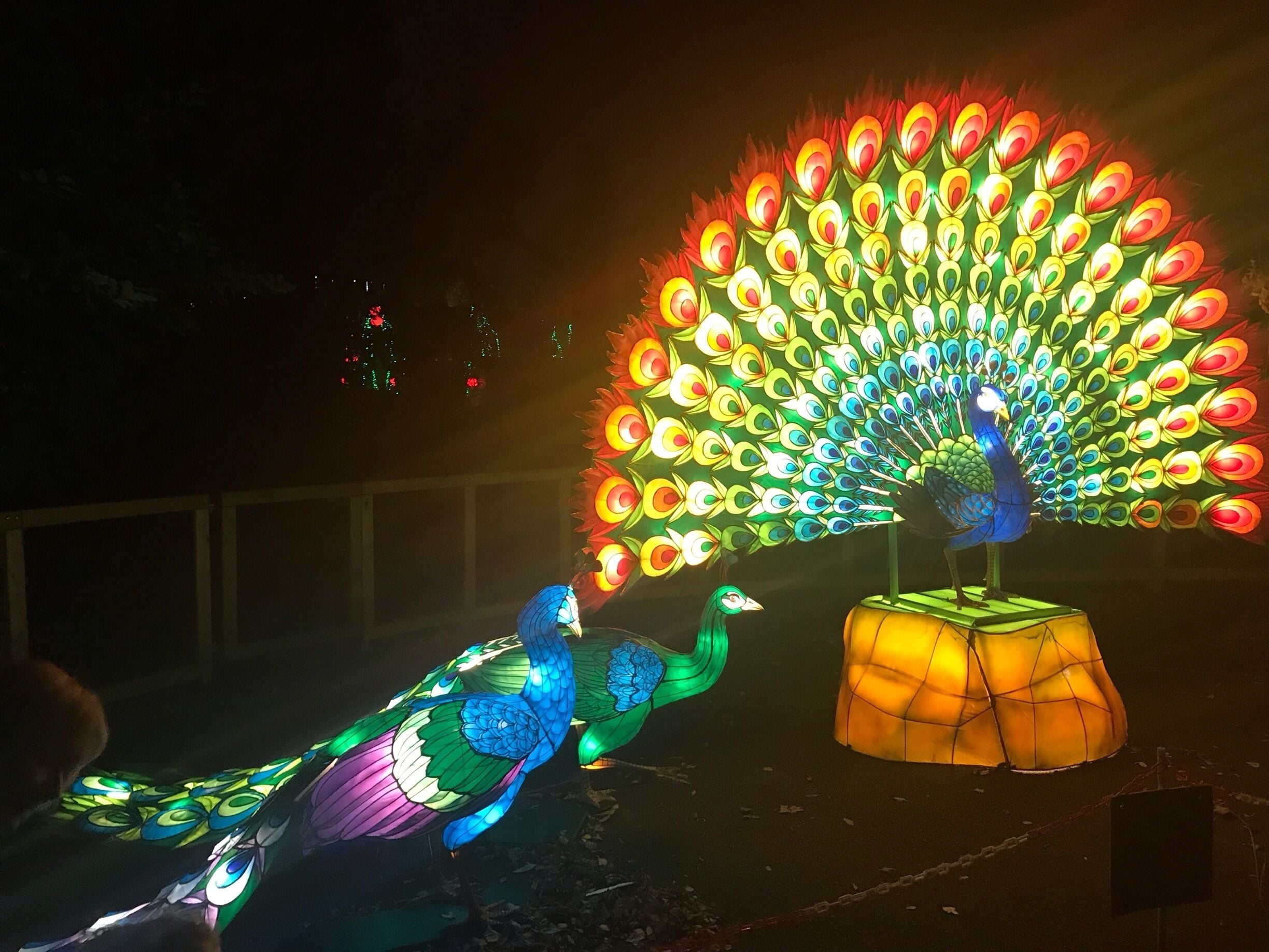 #TroveonTuesday Wild Lights Peacock at Dublin Zoo #LifeAtExpedia