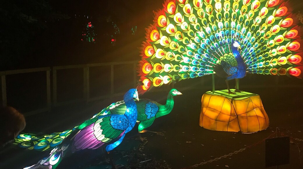 #TroveonTuesday Wild Lights Peacock at Dublin Zoo #LifeAtExpedia