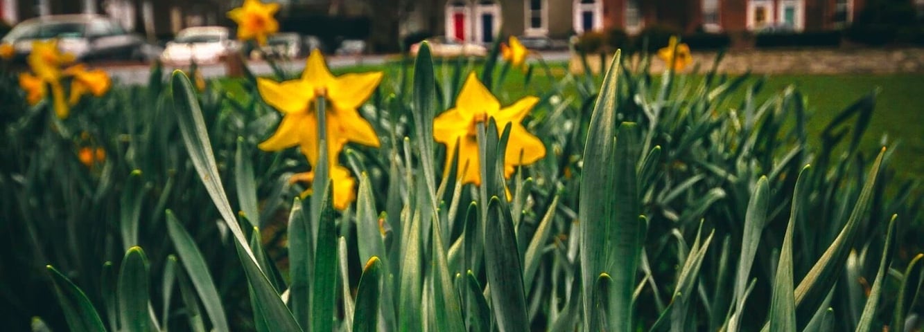 As you head to Aviva Stadium you’ll come across this little estate. I managed to capture a taste of spring with the new architecture Stadium climbing over the old buildings. #BvSSpring #ireland #stadium #irish