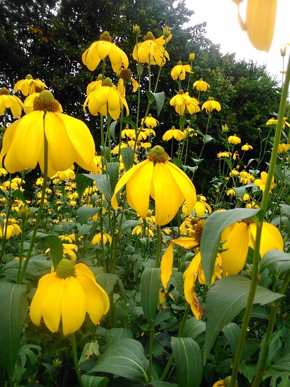 "#Pattern"
Flowers in the gardens at IMMA.