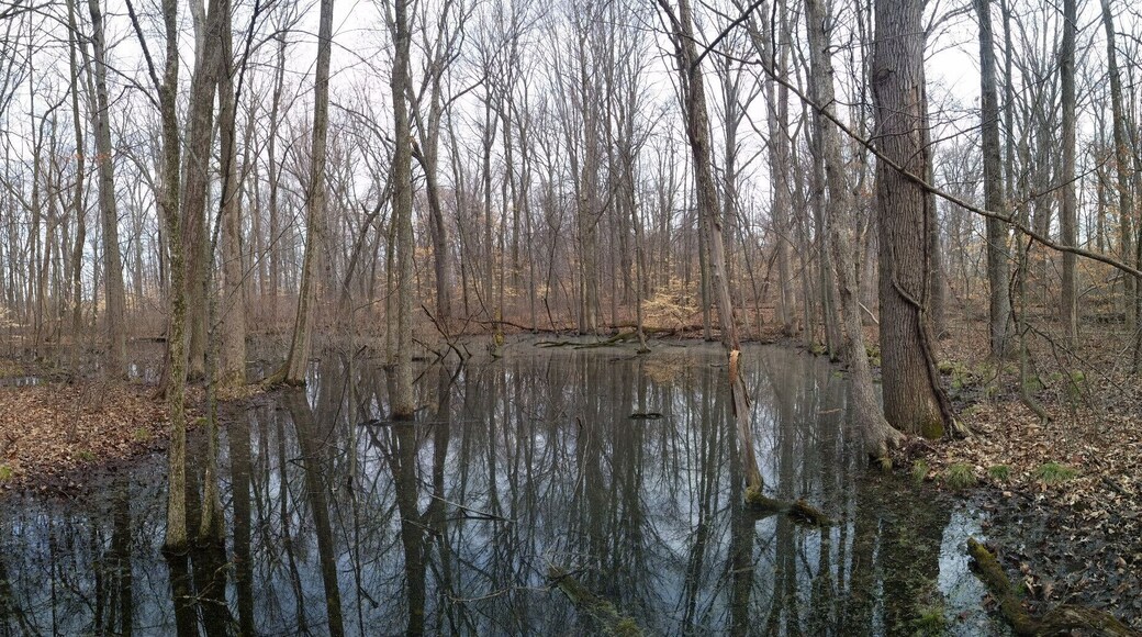 The vernal pool at Gahanna Woods State Nature Preserve. Since there are no fish in a vernal pool, salamanders can breed without the concern of their eggs being devoured by predators.