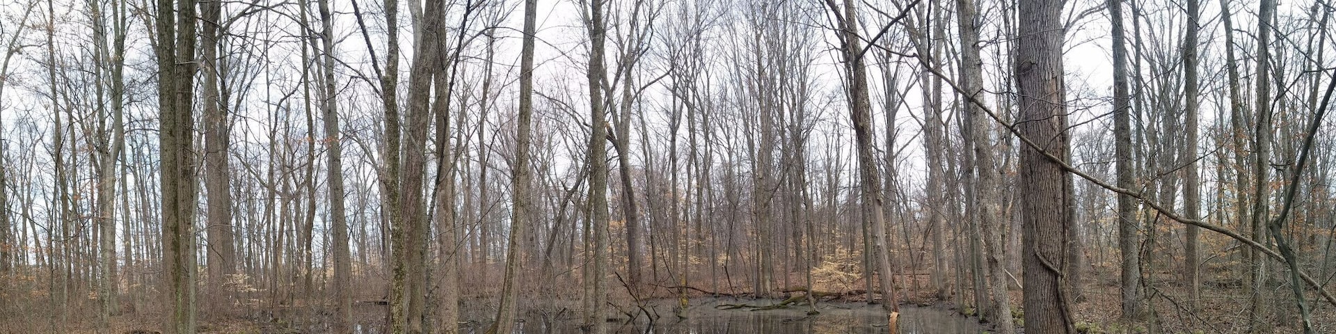 The vernal pool at Gahanna Woods State Nature Preserve. Since there are no fish in a vernal pool, salamanders can breed without the concern of their eggs being devoured by predators.