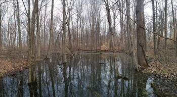The vernal pool at Gahanna Woods State Nature Preserve. Since there are no fish in a vernal pool, salamanders can breed without the concern of their eggs being devoured by predators.