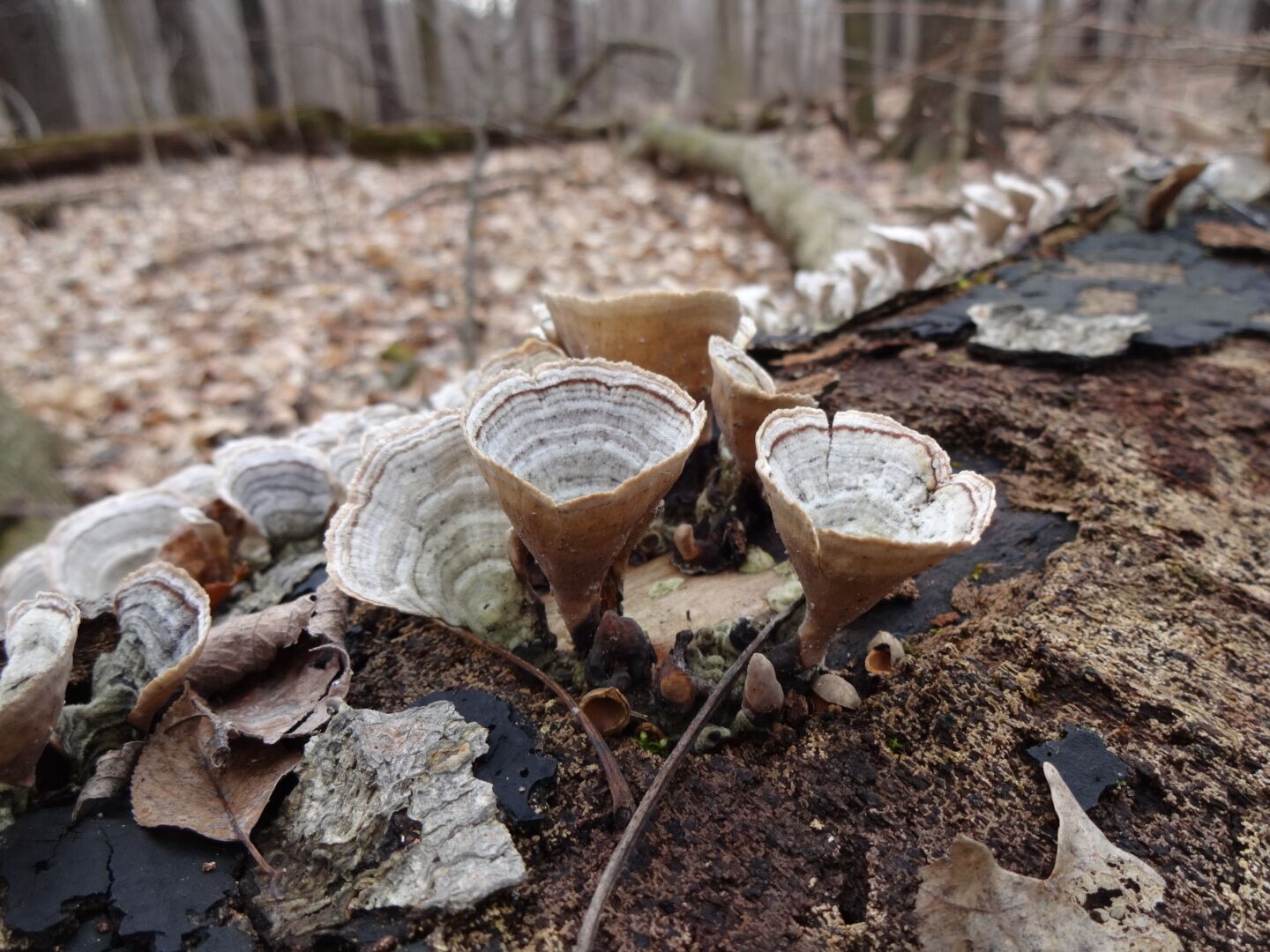 Newly emerging fungi impersonating mini sno-cones or velodromes.