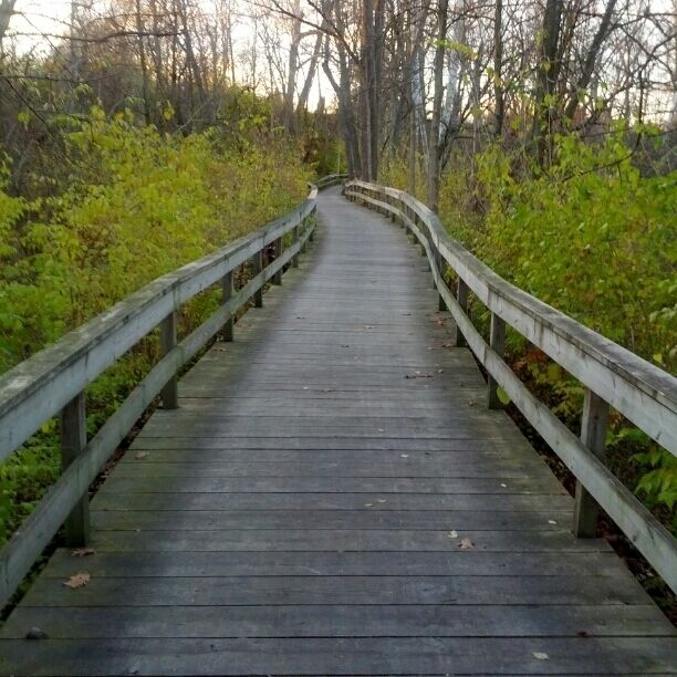 A view of the boardwalk through the marsh along Big Walnut Creek.