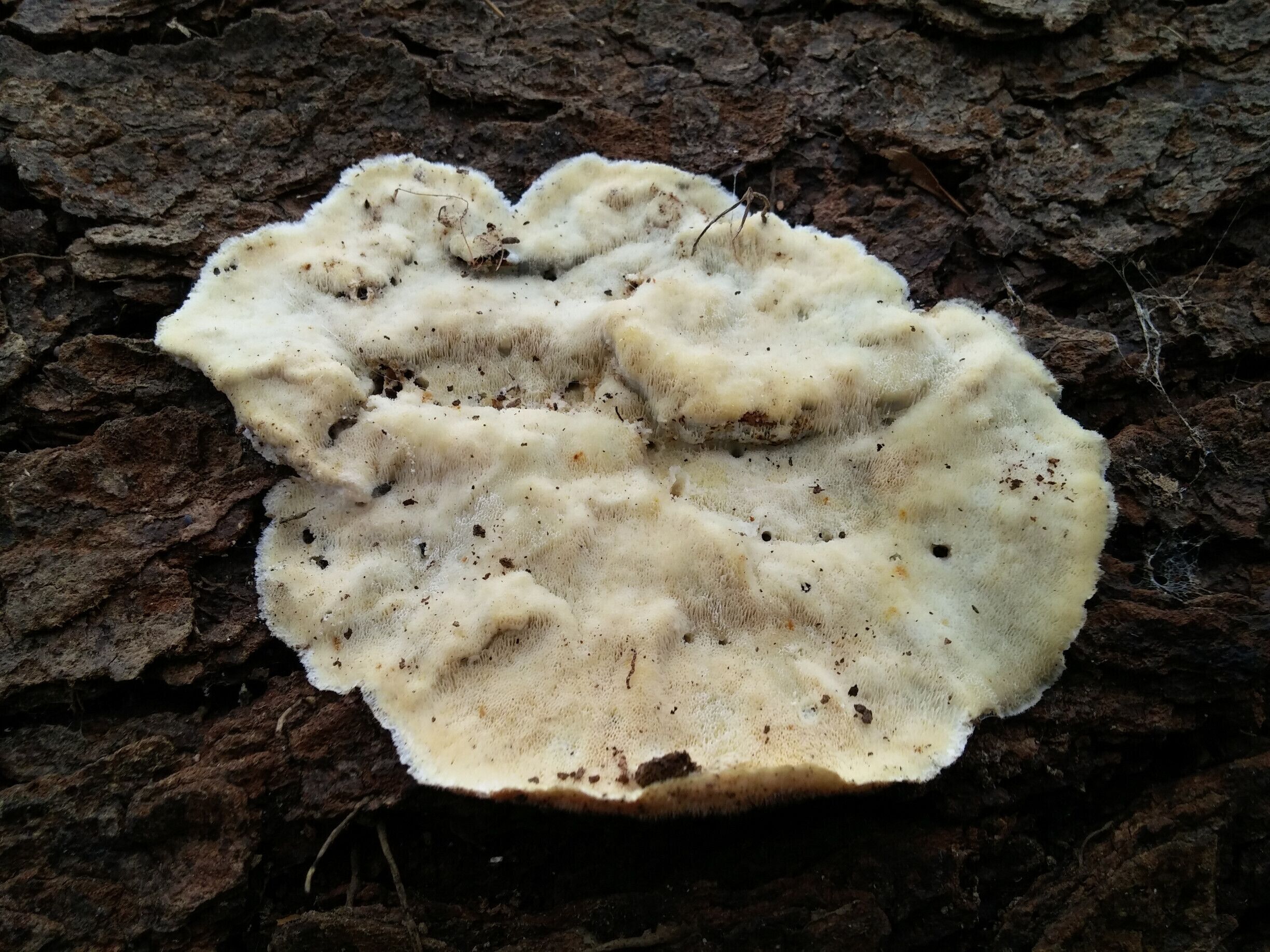 A rubbery fungus adhered to a fallen tree. The texture was reminiscent of those rubber discs used to open pesky pickle jars.