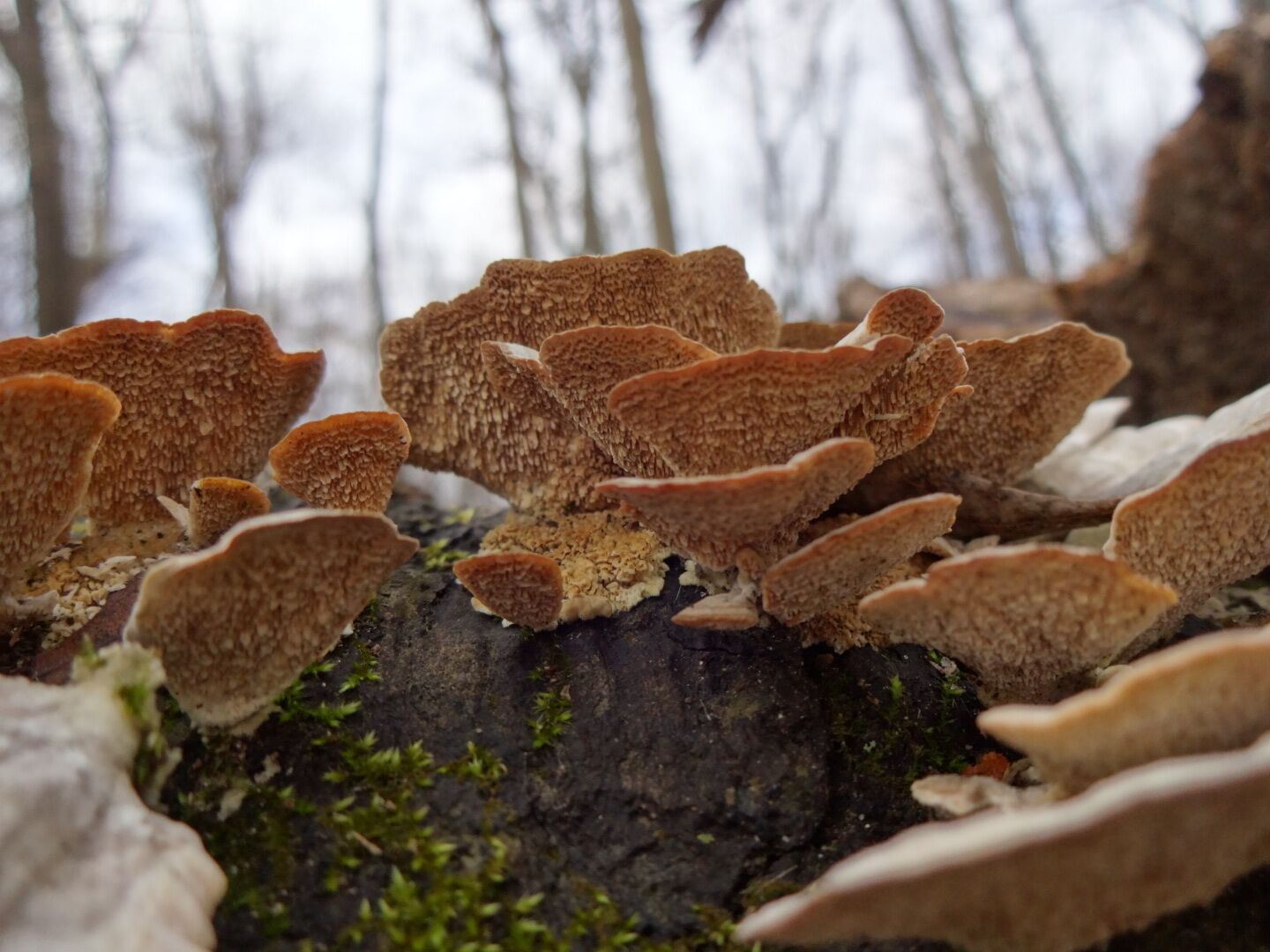 The toothy undersides of these fungi are ready to burst forth with the warming temperatures. Neighboring moss appreciates the warming trend as well.
