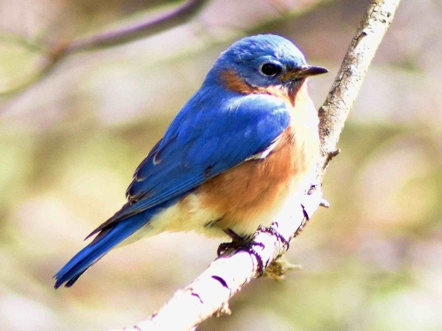 Lovely little bluebird on a muddy day!! Great place for a walk. Recommend bug spray as it is basically a swamp.