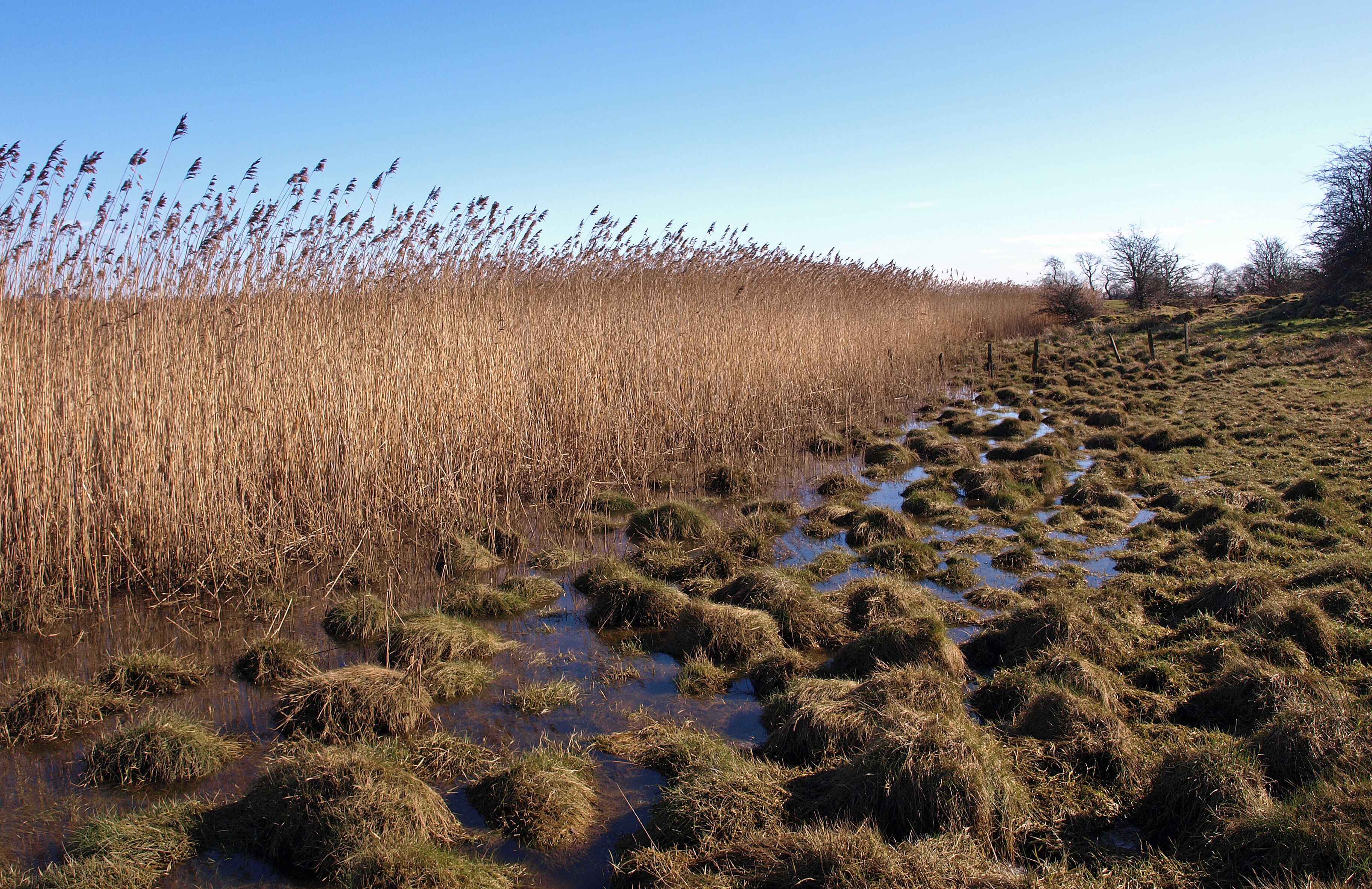 Reeds at Newshot Island, River Clyde The edge of the reed bed meets farmland.