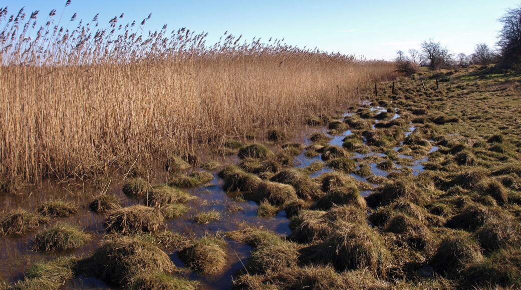 Reeds at Newshot Island, River Clyde The edge of the reed bed meets farmland.