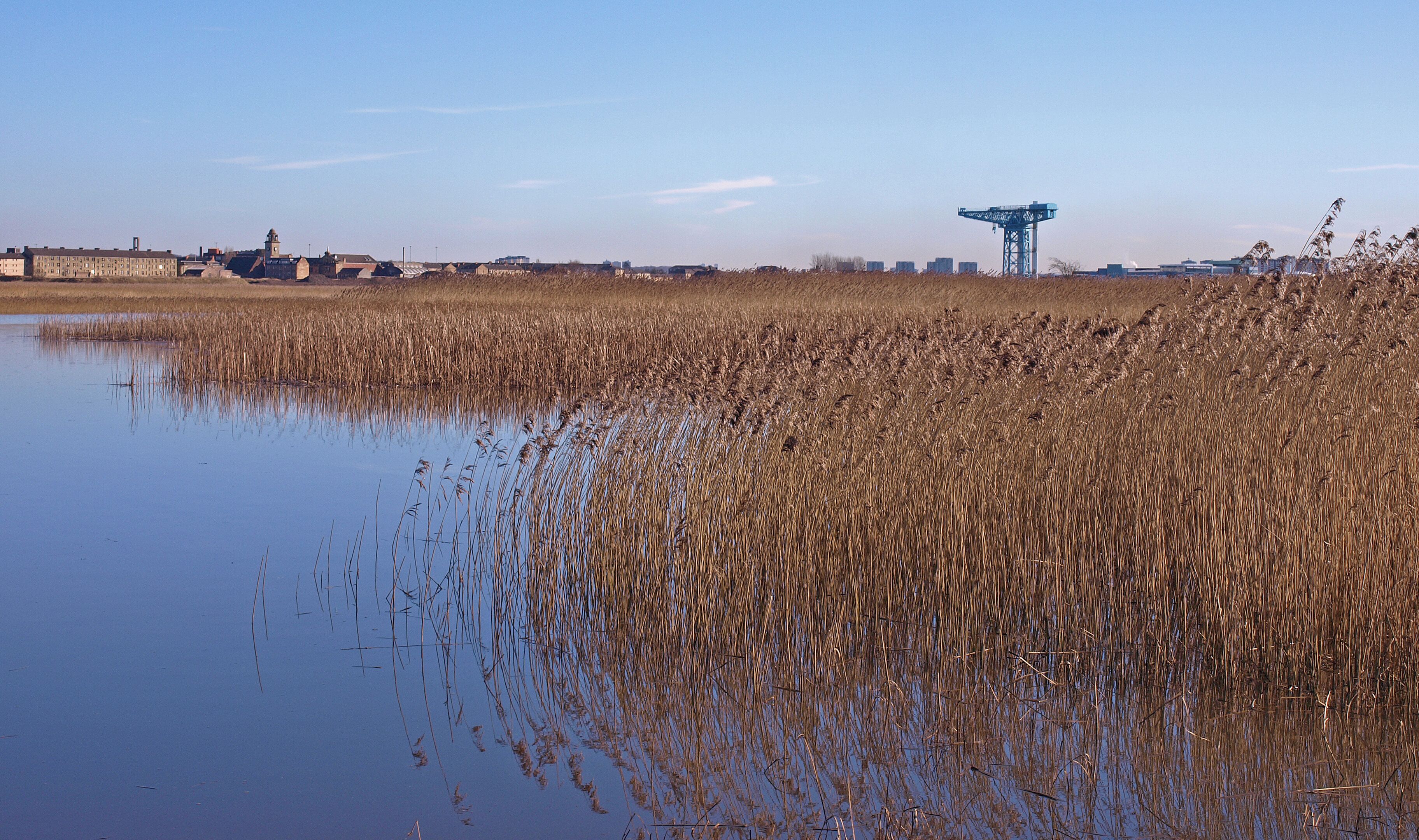 Reeds at Newshot Island, River Clyde Clydebank's Titan Crane in the distance.