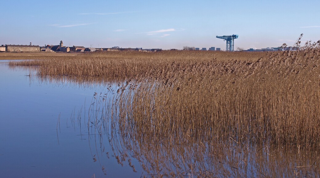 Reeds at Newshot Island, River Clyde Clydebank's Titan Crane in the distance.