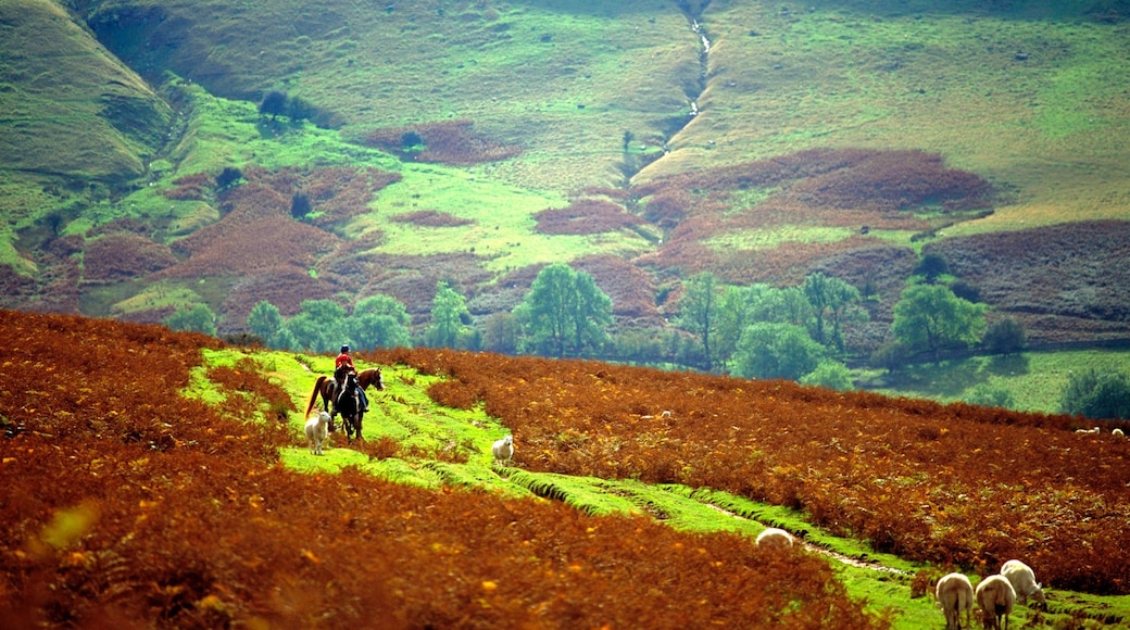 Powys which includes horse riding, farmland and tranquil scenes