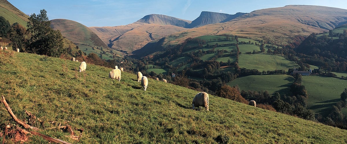 Powys featuring farmland, tranquil scenes and cuddly or friendly animals