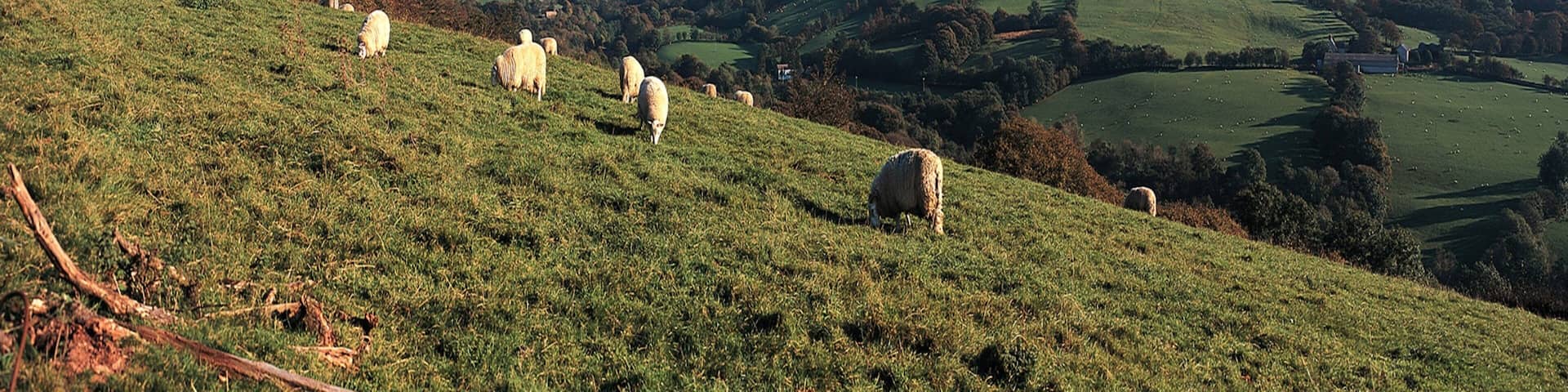 Powys featuring farmland, tranquil scenes and cuddly or friendly animals