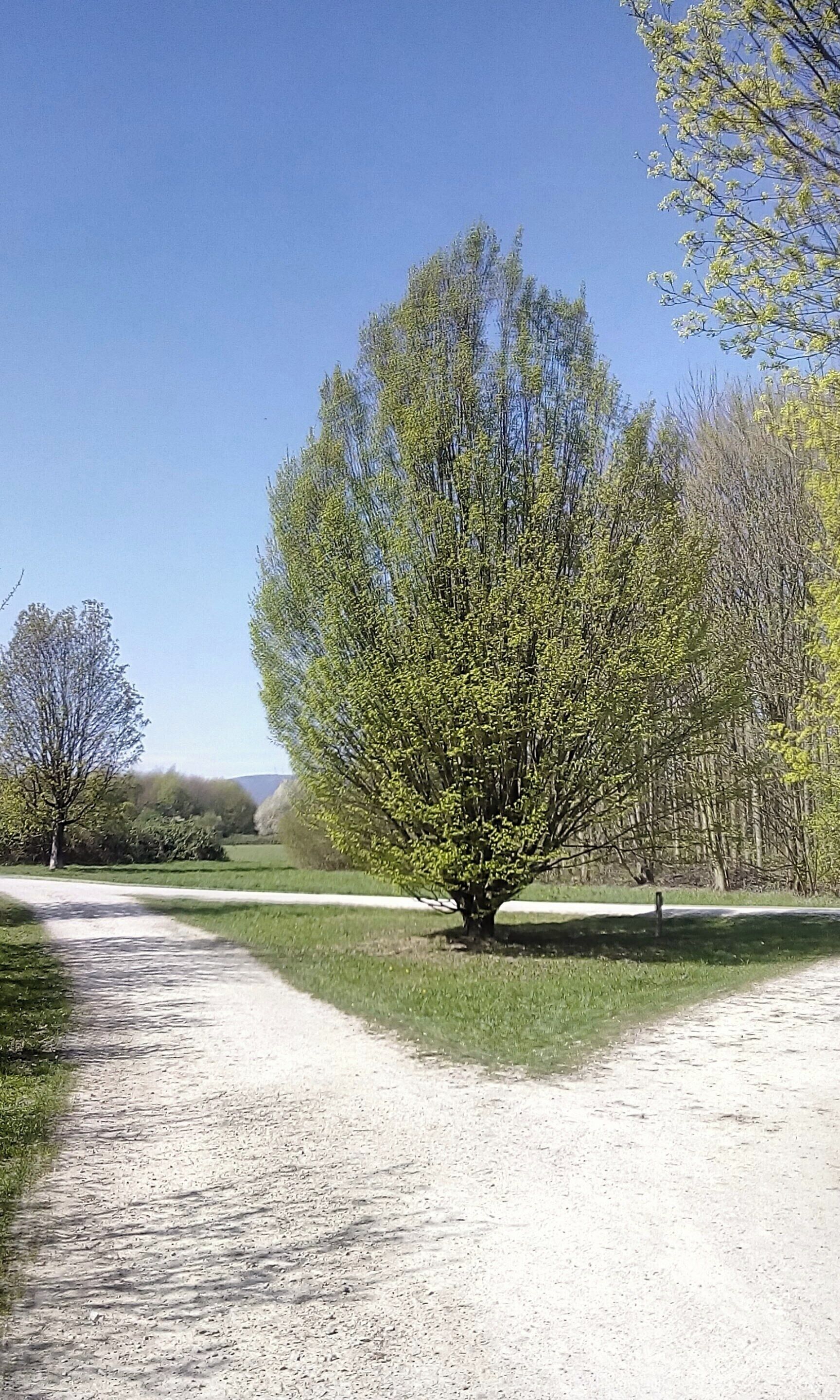Hornbeam in the Arboretum Main-Taunus.