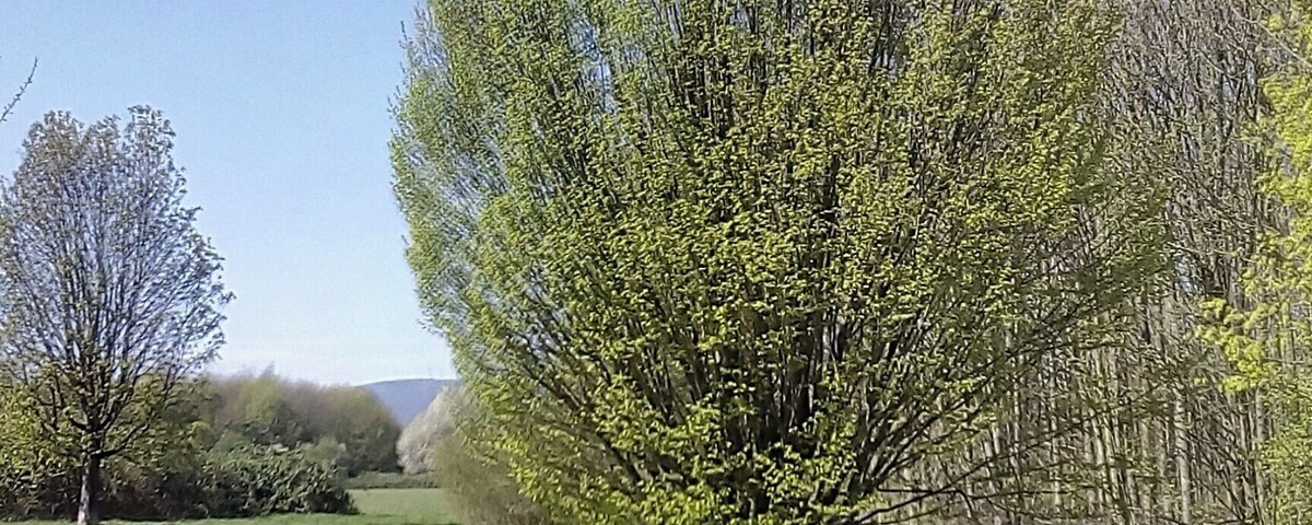 Un sendero de grava que atraviesa un parque con un gran árbol en el centro.