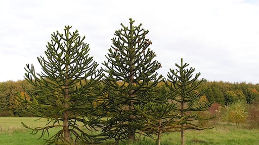 Monkey puzzles in the Arboretum Main-Taunus