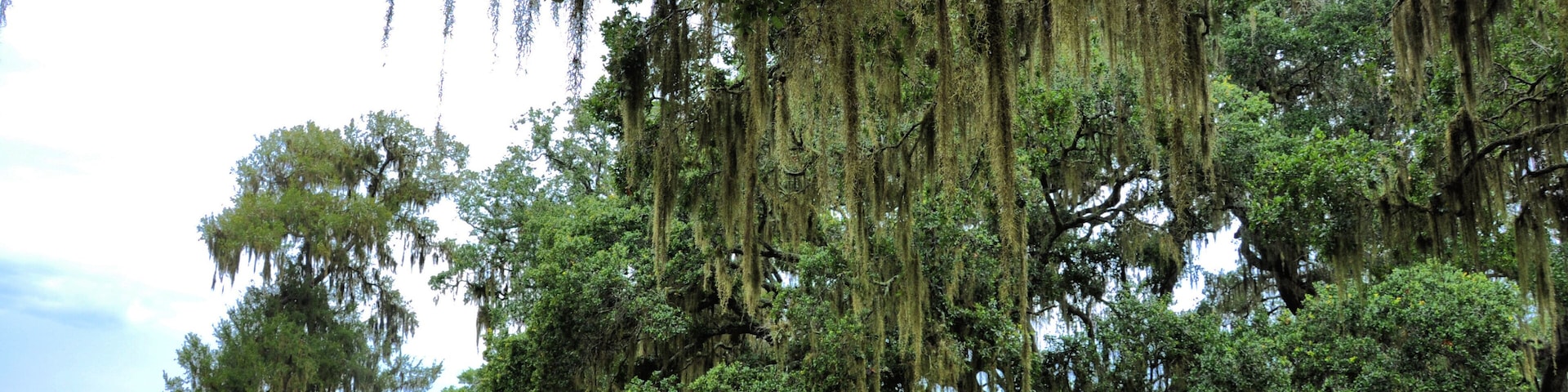 On the path in Brazos Bend State Park, Needville, Texas