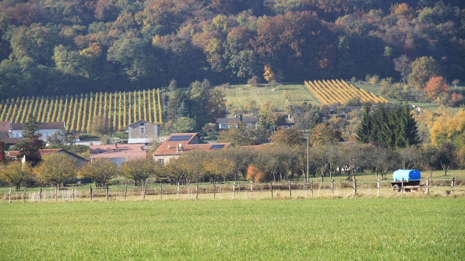 A rural landscape with a vineyard, houses, and a hill with autumn-colored trees.