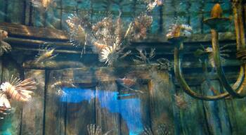 Aquarium in Durban, South Africa. Poisonous dragon fish in a stunning tank setting,