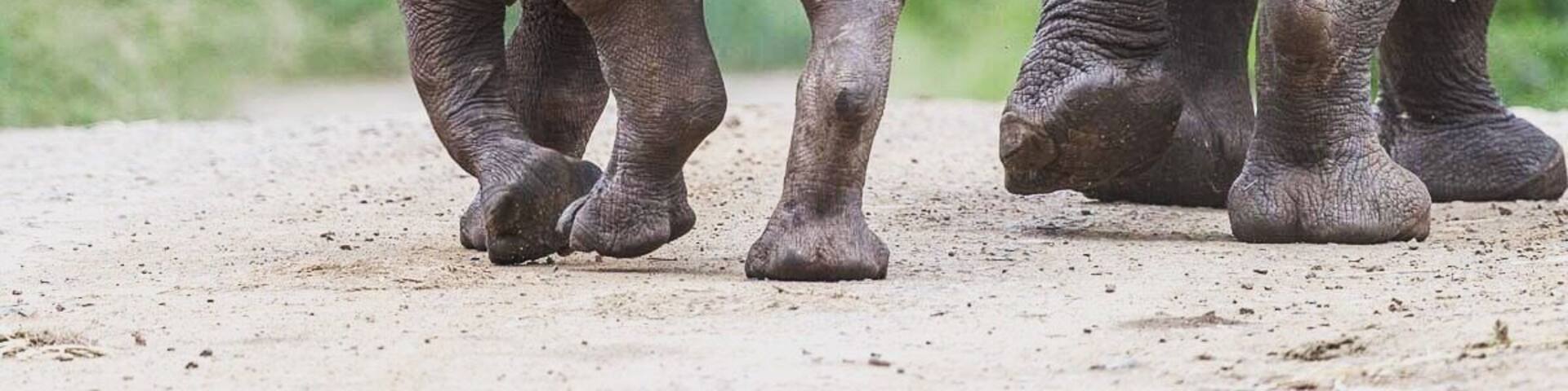 A baby southern white rhino. If I had the chance to name this little fellow I would name her Hope. How gentle these magnificent creatures are, yet highly endangered.
Which is why I won’t post an accurate location.
#wildlife #stoprhinopoaching #NationalPark