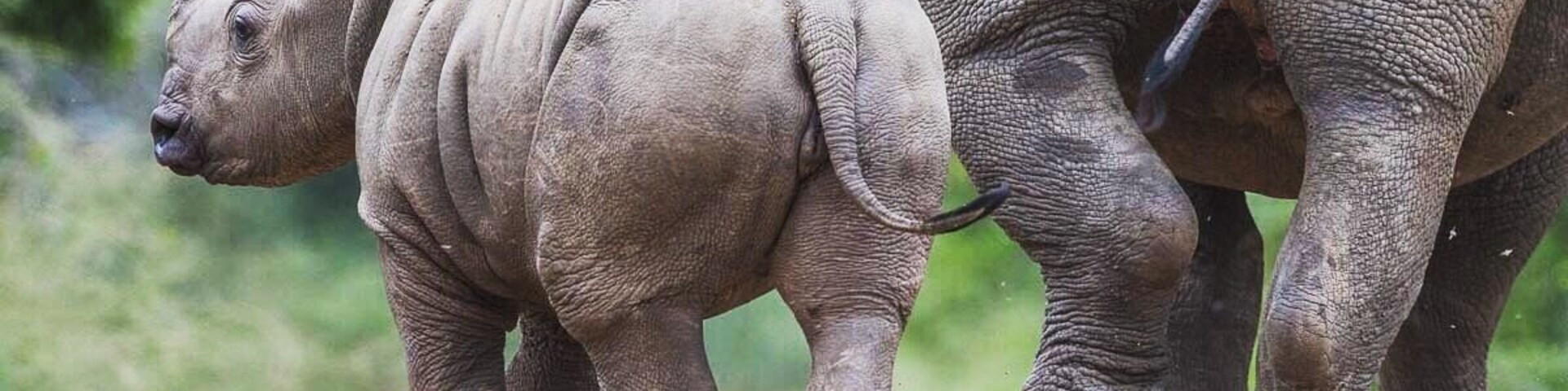 A baby southern white rhino. If I had the chance to name this little fellow I would name her Hope. How gentle these magnificent creatures are, yet highly endangered. 
Which is why I won’t post an accurate location.
#wildlife #stoprhinopoaching #NationalPark