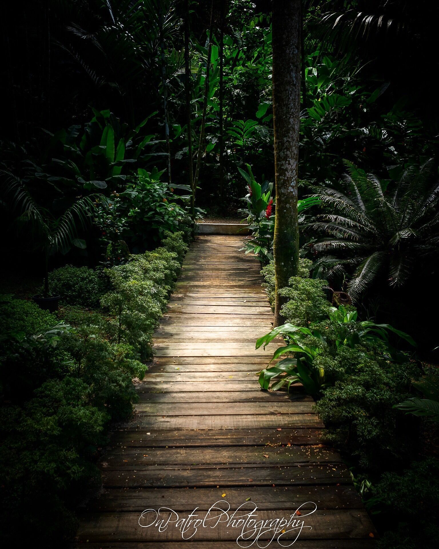 One of the many stunning boardwalks through the Garden of the Sleeping Giant 😍
