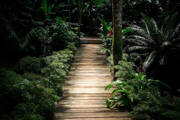 One of the many stunning boardwalks through the Garden of the Sleeping Giant 😍