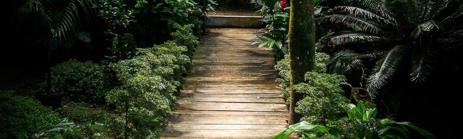 One of the many stunning boardwalks through the Garden of the Sleeping Giant 😍