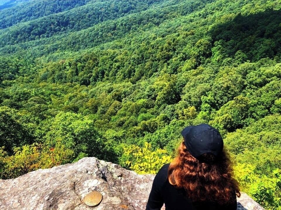 The trees in the forest 💚